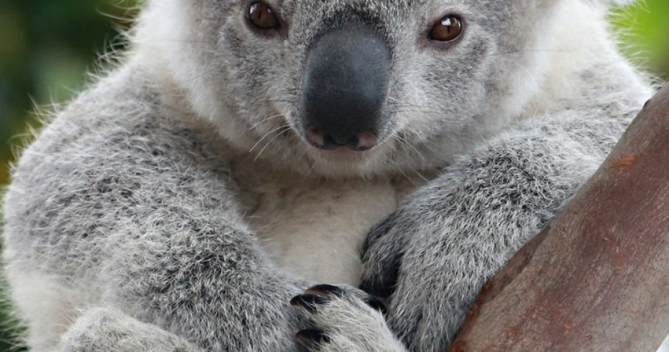 Adopteer een koala