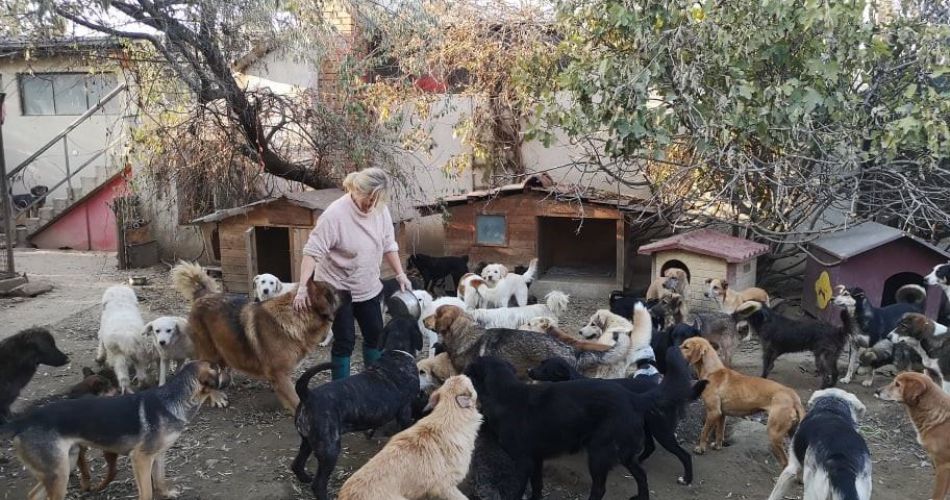 Warmte voor een honden- & kattenshelter in Macedonië